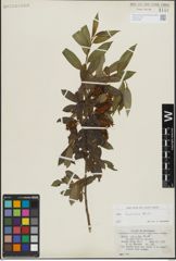 Foto von Salix lasiandra Benth.